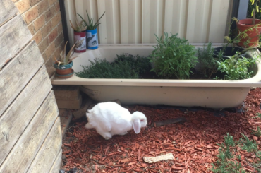 I can tolerate eating everything else, but I draw the line at MY HERBS