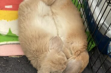 Pomme and Spuds demonstrate buncomfortable positions for any temperature