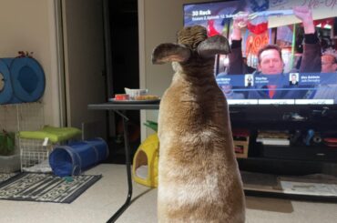 After it ate dark chocolate today (and fed activated charcoal for eating dark chocolate), the creature is caught again periscoping and trying to go on the very same TV tray and eating more of the same chocolate