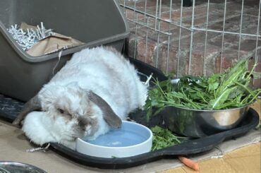 My loaf of a bun Noel