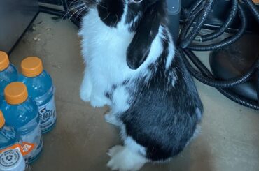 he just wants some gatorade.