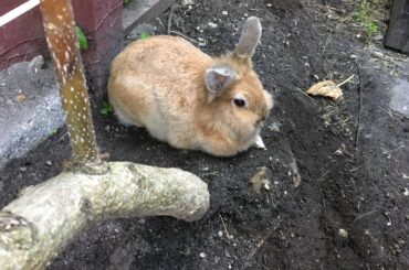 A day in the garden is a good opportunity to loaf on some nice cold dirt