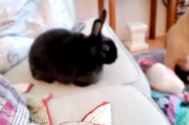 My sweet bun (who needs a good brushing!) ❤️ 🐇 i