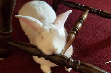 My bunny has officially joined the b(unconfortable) chin rest gang