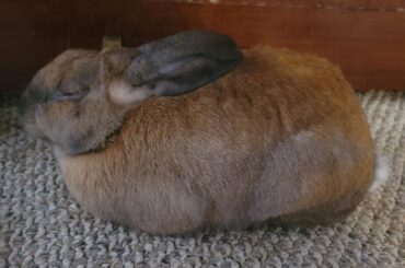 thought I was hoping to get flop. instead got L O A F.