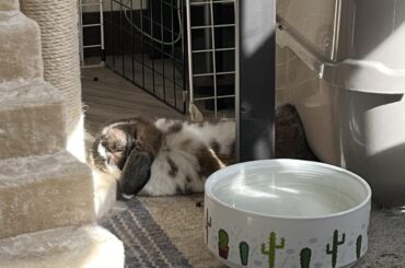 Face in the sun on a giant pillow ✅ butt resting on cold plastic ✅