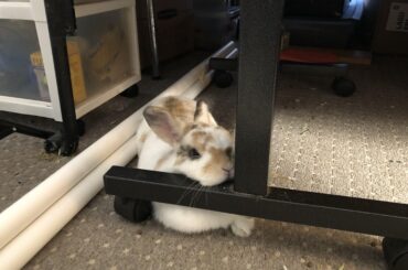 It's a classic. Finally caught him being buncomfortable today!