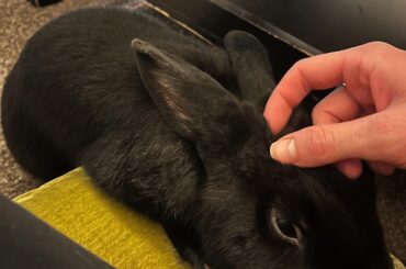 This is Sabbath, he likes to be a limp noodle on this floor pillow