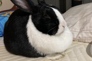 The rabbit sleeps