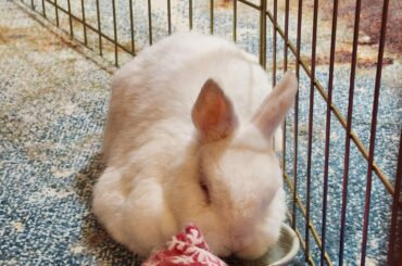 Bowls make good pillows