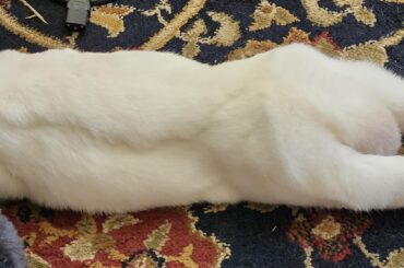 l o o o o o o o o n g n o o d