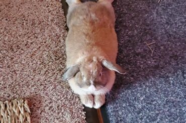 Was told you guys would like my sploot. Her name is Calypso and she is the spicy hay.