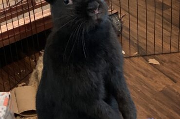 Looking for an opportune moment to jump over the pen.