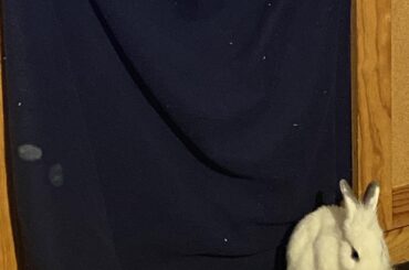 This evil warlord plotting to eat my sisters books again that are hidden behind the blanket