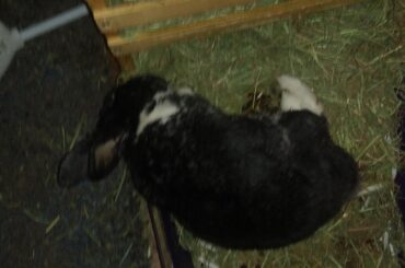 Sleeping on the edge of her litter box.