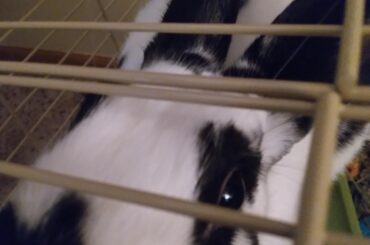 Our bad bunny! The shame and advice seeking in the comments