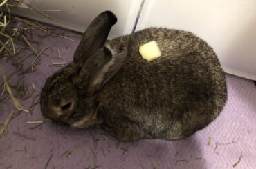 Butter on lagoloaf for brekkie？ 🧈 (it’s a slice of apple that she was fairly keen on finishing afterwards)