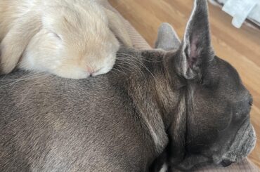 My bunny doesn’t need another bun, he has a Frenchie.