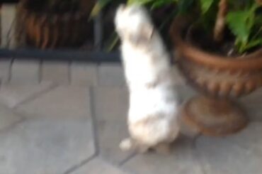 Bad bun tries to eat my plants