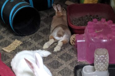 The elusive double-noodle featuring Captain Fluffernutter (white) and Lady Boo (brown)