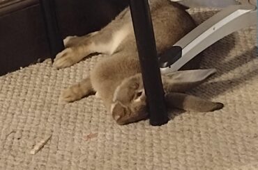 my Flemish insists on sleeping in-between the wall and this chair
