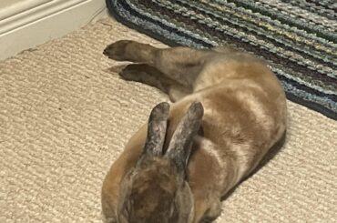 Do you think this croissant needs to be baked longer? Idk, some parts are black and others are still white?!