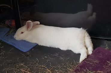 Longbun, where are your arms??