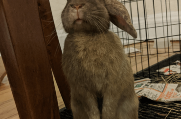 Lola Bean Stands for watermelon