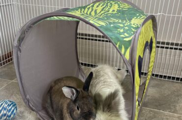 a hop noodle begs for kisses from her husbun, colorized (2021)