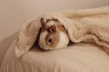 cover your loaf with a cloth and let it rise for 45min