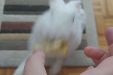 Wanted to take a cute picture of her looking at me. She instead took that as an opportunity to steal my apple