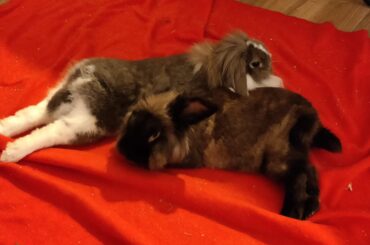 Double noodles on a red background - by the boyfriend