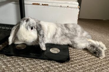 Marv weighed in at 3 lbs of derpy floof this AM