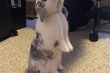 I know that smell…there is a blueberry somewhere close…