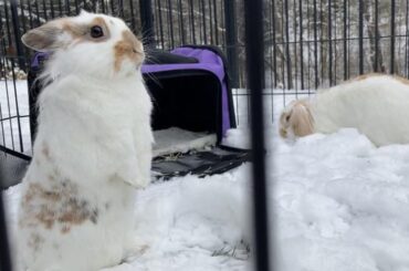 Ziggy and Hilde experiencing snow for the first time 🥰