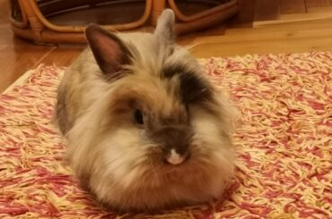 Perfect puffy loaf 🍞