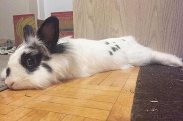 Penguin the noodliest weasel