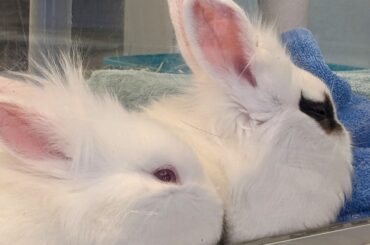 Double smooshed against the window