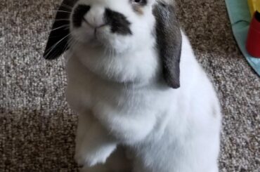 Finally got a pic of Poppy standing! She's a bit camera shy about it 🐰