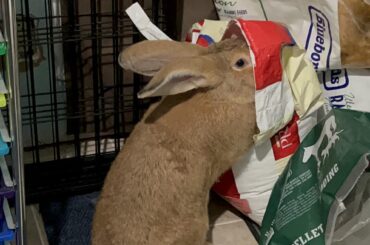 Do what you must, I have already won.