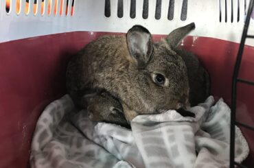 Lopsy attempting to smother her brother during a car ride