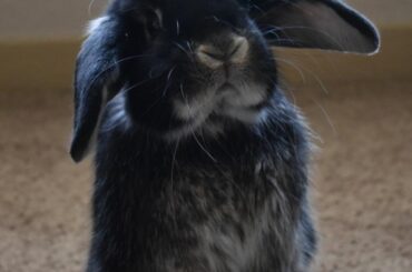 Meet Pippin. He always stands when there's high treat-potential