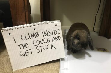 My 100 lb mama has to lift the couch up herself and flip it over to get me out!