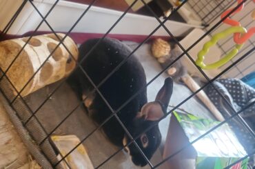 Grounded for pooping on mom's rug, and peeing on the couch...again.