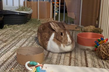 Peaches is a perfect little loaf of bread. The baker must have worked hard!