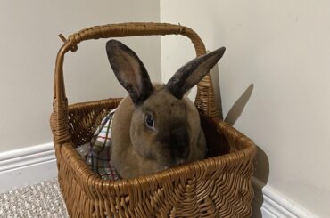 Got a bread basket for my lagoloaf