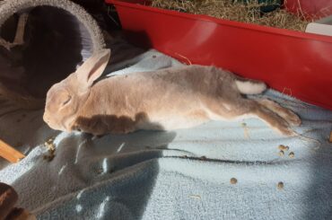 Biscuit soaking up the sun