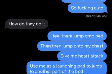 A story of overnight rabbit shenanigans (x-post r/Rabbits)