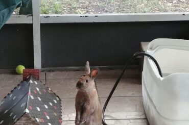 Here’s my bunny Claire