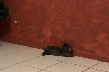 Becoming a noodle in two simple steps